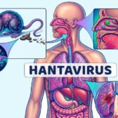 5 aspectos que no sabíamos sobre el hantavirus